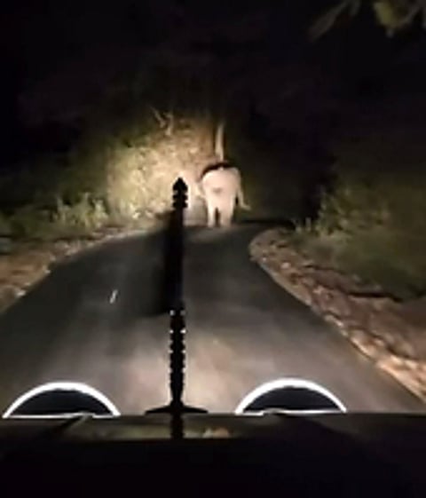 File - Video grab of vehcile chasing an wild elephant at Navamalai forest in Anamalai Tiger Reserve.