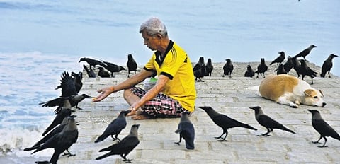 P S Pai has been feeding crows and dogs of Fort Kochi for the past seven years. Upon hearing his whistle, the crows come flying. After feeding them, comes the turn of stray dogs.