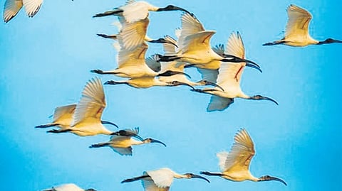 Forest department estimates total bird count of over 6 lakhs in Tamil Nadu's wetlands, as per the census.