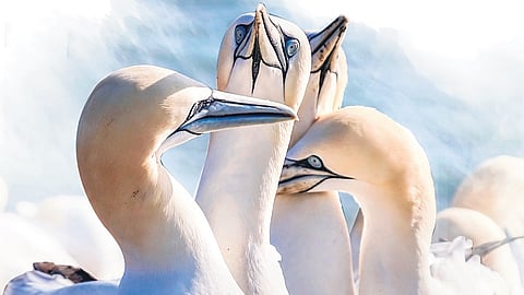 Experimental evidence confirms the direct link between seabird nutrients and coral growth rates.