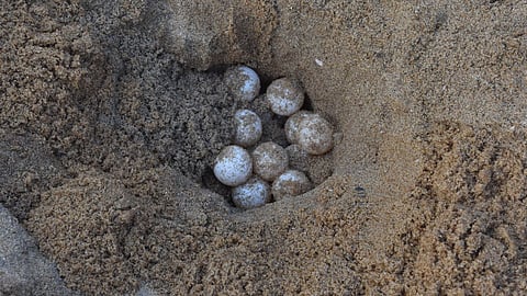 Olive Ridley turtle eggs in a sandy pit in Visakhapatnam