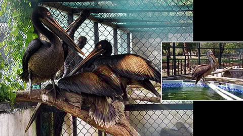 The oil covered birds at Guindy National Park in December; (right) a spot-billed pelican that has recovered.