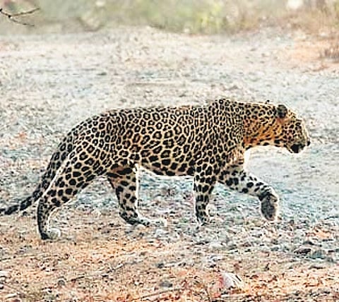 Dehradun Diary: Night curfew imposed due to leopard activities