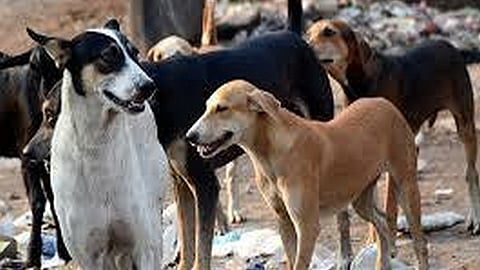Image of stray dogs used for representational purpose
