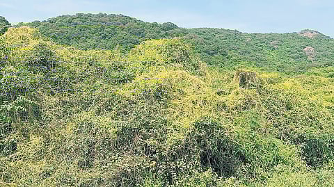 Invasive weed spread on the trees inside Vedanthangal bird sanctuary
