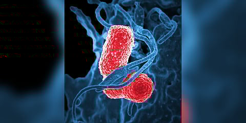 Fighting disease-causing bacteria