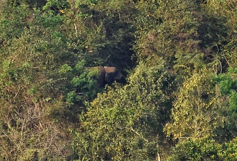 Image of a forest area in Wayanad used for representational purposes.