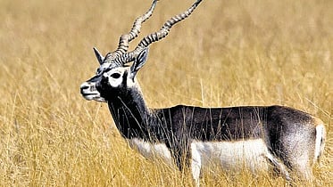 blackbuck image used for representational purposes only.