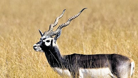 blackbuck image used for representational purposes only.