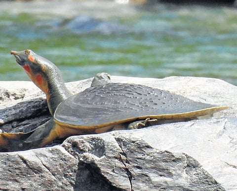 Leith’s soft-shell turtle