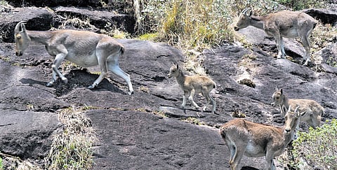A synchronised census of Nilgiri tahrs in Tamil Nadu and Kerala has been planned during the third week of April