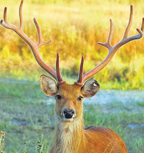Madhya Pradesh's barasingha and gaur populations soar thanks to conservation efforts