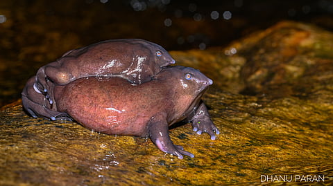 Purple Frog