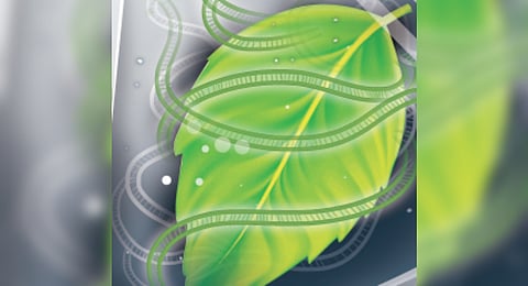 After SC directive, clamour for policy on GM crops grows