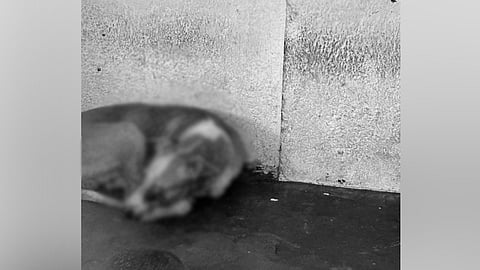 Carcasses of dogs were dumped at the Blue Cross' premises in Chennai on Thursday.