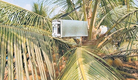 Sapper atop a coconut tree at Kuttanellur in Thrissur.