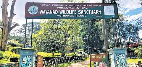 Wayanad wildlife scantuary.
