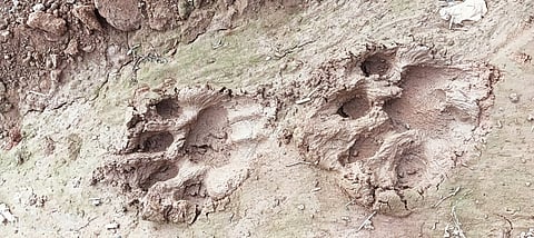 A day after a high alert was issued in Bhadradri Kothagudem district over suspicion of a tiger entering the area, forest officials on Friday