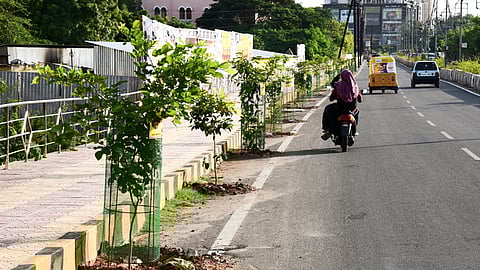 Image of plants used for representational purposes only.