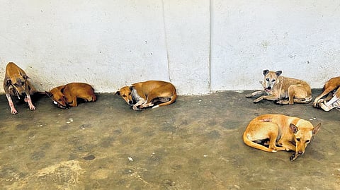 A total of 18 puppies, two adult dogs and 14 kittens were found dead inside the treatment section of Blue Cross Shelter