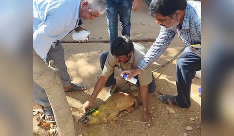 Injured stray dog being treated at the Ponnakal Gram Panchayat premises in Mahabubnagar.