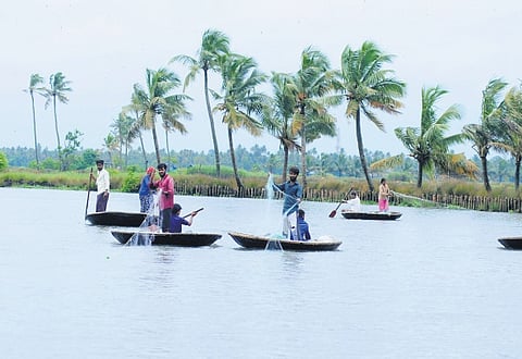 Migrant fishermen from Karnataka casts net from coracle boats at Kadamakudy in Kochi.