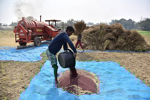 Farmers harvest mustard seeds, at a paddy field in Nagaon on Tuesday.