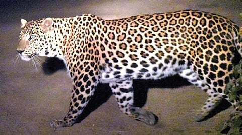 A total of four sites were camera trapped in Andhra Pradesh, yielding 310 recordings of unique leopard individuals.
