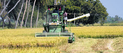 Farmers harvesting samba paddy near Tiruchy.
