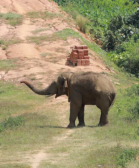 Wild elephant Thanneer Komban roaming around in Mananthavady town, Kerala, on Friday.