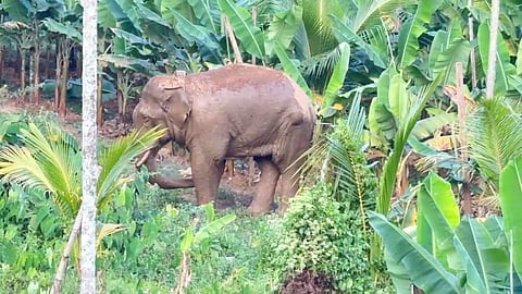 Tusker Thanneerkomban.