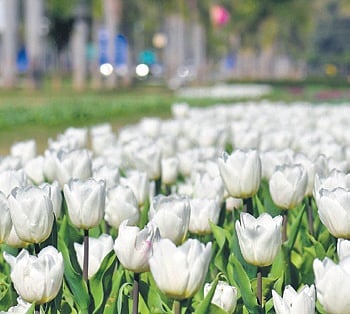 Tulips bloom in Shanti Path.