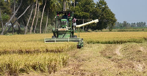 Farmers harvesting samba paddy near Tiruchy