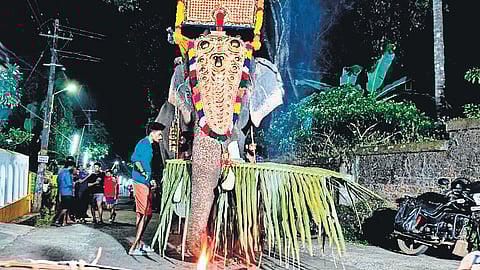 According to activists, mahouts use metal rods to pierce the flesh and cause damage to the bones and ligaments to make the elephant docile.