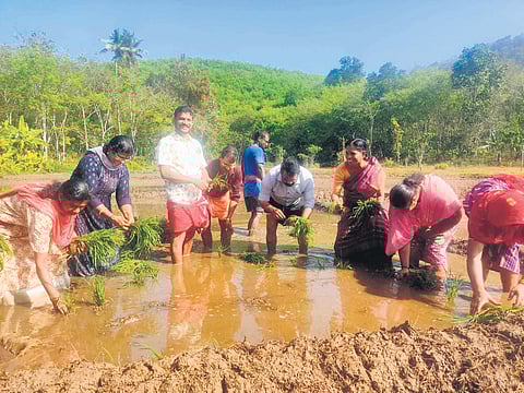 Perunad grama panchayat president P S Mohanan and others at the paddy
filed in the valley of Bethany Mount in the panchayat