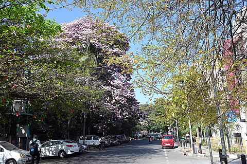 Bengaluru City Roads turn pink with Cherry Blossom at Gandhibazar in Bengaluru on Thursday.