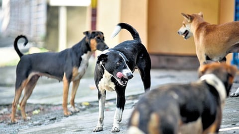 Image of stray dogs used for representational purposes only.