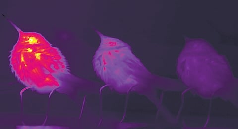 A composite thermal image of a hummingbird asleep at a high body temperature (left) transitioning to torpor by getting cold (right)