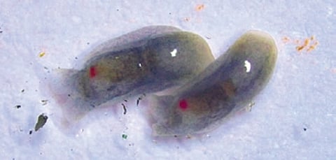 Melanochlamys Droupadi