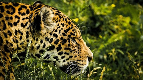 Image used for representational purposes only.