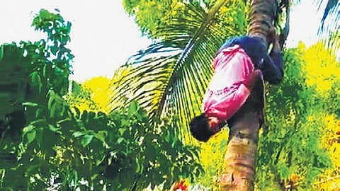 Ishwar
Jidagannavar(22)
from Shirahatti
climbs a coconut
tree upside down