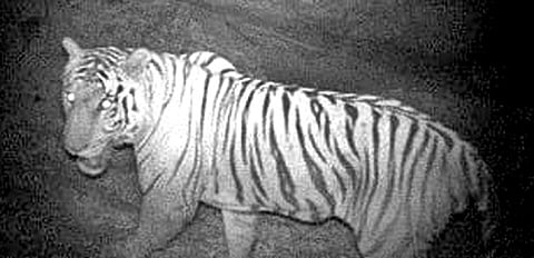 One of the tigers that was spotted in the sanctuary.