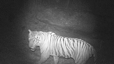 Camera trap image young male tiger.