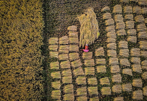 A farmer harvesting paddy crops on the outskirts of Bhubaneswar.