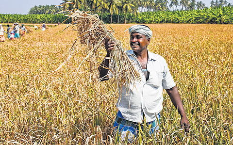 Officials said the wholesale market price of a kilogramme of rice could go up by Rs 15 in the next six months.