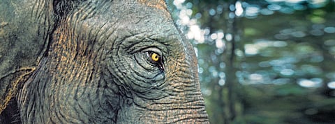 ‘Poacher is about listening to our conscience’