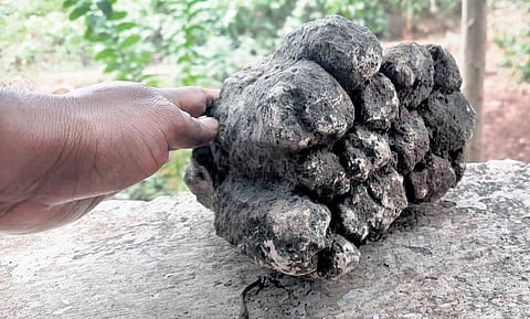 Miniature columnar Basalt rocks, said to be dated back to 65 million years, were found in the Ginnedhari forest range in Adilabad district.
