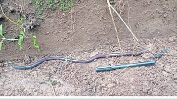 The new species of Megascolex earthworms have been named Megascolex jeyporeghatiensis (after Jeypore Ghati) and Megascolex quadripappilatus.