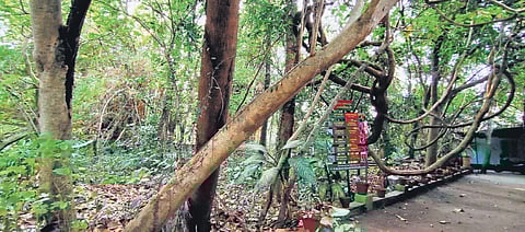 Social Forestry Complex in Edapally