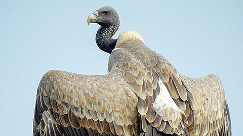 Researchers noted that even after two decades, their numbers remained low and stable, not showing any signs of recovery.